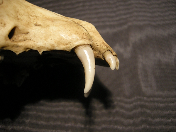 Cranio: Volpe